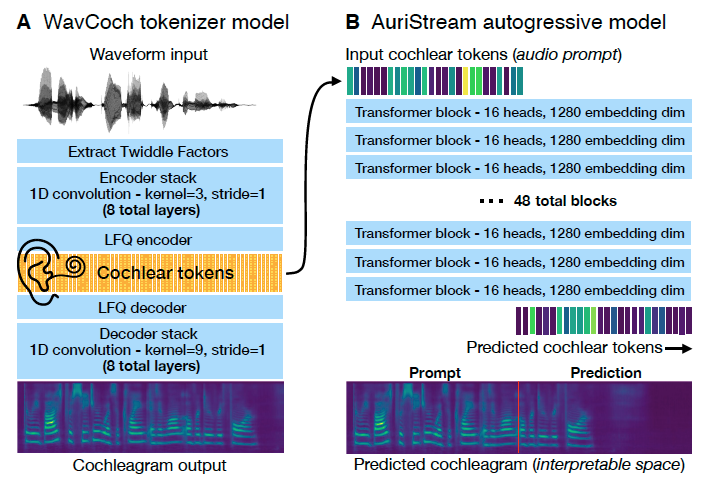 AuriStream cochlear-token framework